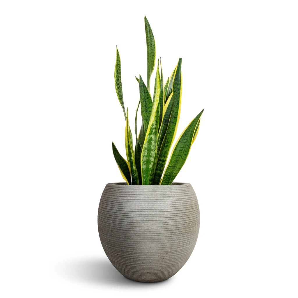 Abby Ridged Plant Pot - Cement 8 Abby Ridged Plant Pot - Cement - Image 6