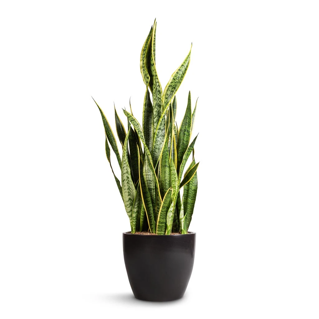 Sansevieria Trifasciata Laurentii - Variegated Snake Plant 3 Sansevieria Trifasciata Laurentii - Variegated Snake Plant