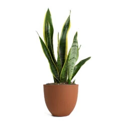 Sansevieria Trifasciata Laurentii - Variegated Snake Plant 31 Sansevieria Trifasciata Laurentii - Variegated Snake Plant -Plant Promotion Store Sansevieria trifasciata Laurentii Variegated Snake Plant Coral Refined Planter Canyon Orange 59a9fb26 77dc 4d1a acf1 bb206f0b8207