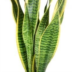 Sansevieria Laurentii - HydroCare 27 Sansevieria Laurentii - HydroCare -Plant Promotion Store Sansevieria trifasciata Laurentii Variegated Snake Plant Leaves b5314f95 3521 419e 8410 7040d36a26c8