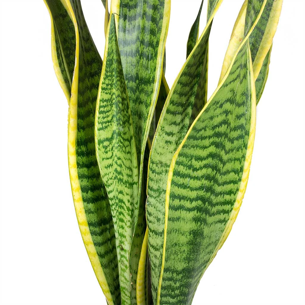 Sansevieria Laurentii - HydroCare 8 Sansevieria Laurentii - HydroCare - Image 6