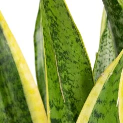 Sansevieria Trifasciata Laurentii - Variegated Snake Plant 34 Sansevieria Trifasciata Laurentii - Variegated Snake Plant -Plant Promotion Store Sansevieria trifasciata Laurentii Variegated Snake Plant Scarring 1