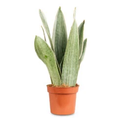 Sansevieria Trifasciata Metallica - Snake Plant -Plant Promotion Store Sansevieria trifasciata Metallica 12x30cm