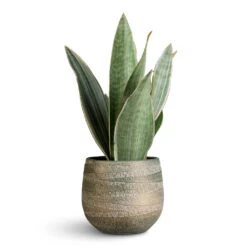 Joyce Plant Pot - Shiny Olive 13 Joyce Plant Pot - Shiny Olive -Plant Promotion Store Sansevieria trifasciata Metallica 12x40cm Joyce Pot Shiny Olive 15x13cm