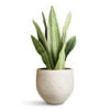 Sansevieria Trifasciata Metallica - Snake Plant 1 Sansevieria Trifasciata Metallica - Snake Plant -Plant Promotion Store Sansevieria trifasciata Metallica 19x70cm Mini Orb Kevan Pot Grey Washed 18x15cm