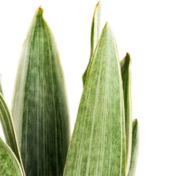 Sansevieria Trifasciata Metallica - Snake Plant -Plant Promotion Store Sansevieria trifasciata Metallica DEtails