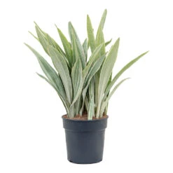 Plant Promotion Store -Plant Promotion Store Sansevieria trifasciata Metallica Snake Plant