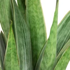 Sansevieria Trifasciata Metallica - Snake Plant -Plant Promotion Store Sansevieria trifasciata Metallica Snake Plant Close Up