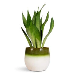 Sansevieria Trifasciata Moonshine - Snake Plant