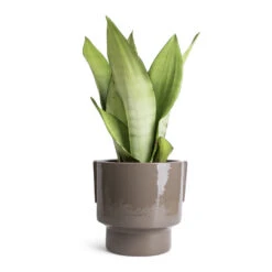 Aries Handles Plant Pot - Charcoal -Plant Promotion Store Sansevieria trifasciata Moonshine Snake Plant 14x45cm Aries Handles Plant Pot Charcoal 19x20cm 1823bc8b 838b 4df4 8d2d e8d8ea689467