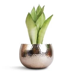 Hammered Bowl - Nickel With Black -Plant Promotion Store Sansevieria trifasciata Moonshine Snake Plant 14x45cm Hammered Bowl Nickel with Black 19x14cm
