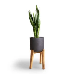 Sansevieria Trifasciata Black Coral - Snake Plant -Plant Promotion Store Sansevieria trifasciata Moonshine Snake Plant 21x70cm Charlie Plant Pot Tall Stand Black Washed 32x51cm 4ef3e22f 9b9d 4fe5 b121 1ccf9624baa2