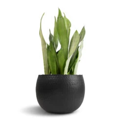 Hammered Bowl - Black With Copper -Plant Promotion Store Sansevieria trifasciata Moonshine Snake Plant 21x70cm Hammered Bowl Black with Copper 30x20cm 1