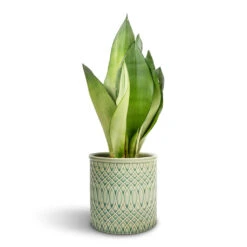 Morocco Plant Pot - Jade Green Celadon -Plant Promotion Store Sansevieria trifasciata Moonshine Snake Plant 9x25cm Morocco Plant Pot Jade Green Celadon 14x12cm f5adea33 c400 4096 a128 55409dd47861