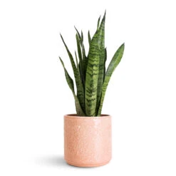 Betsy Embossed Plant Pot - Floral Pink -Plant Promotion Store Sansevieria zeylanica 14x50cm Betsy Pot Floral Pink 17.5x16.5cm