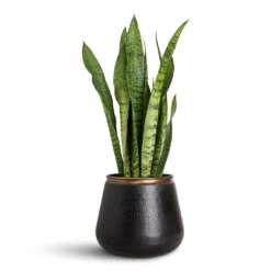 Sahara Plant Pot - Slate 18 Sahara Plant Pot - Slate -Plant Promotion Store Sansevieria zeylanica 14x50cm Sahara Pot Slate 18x16cm 1