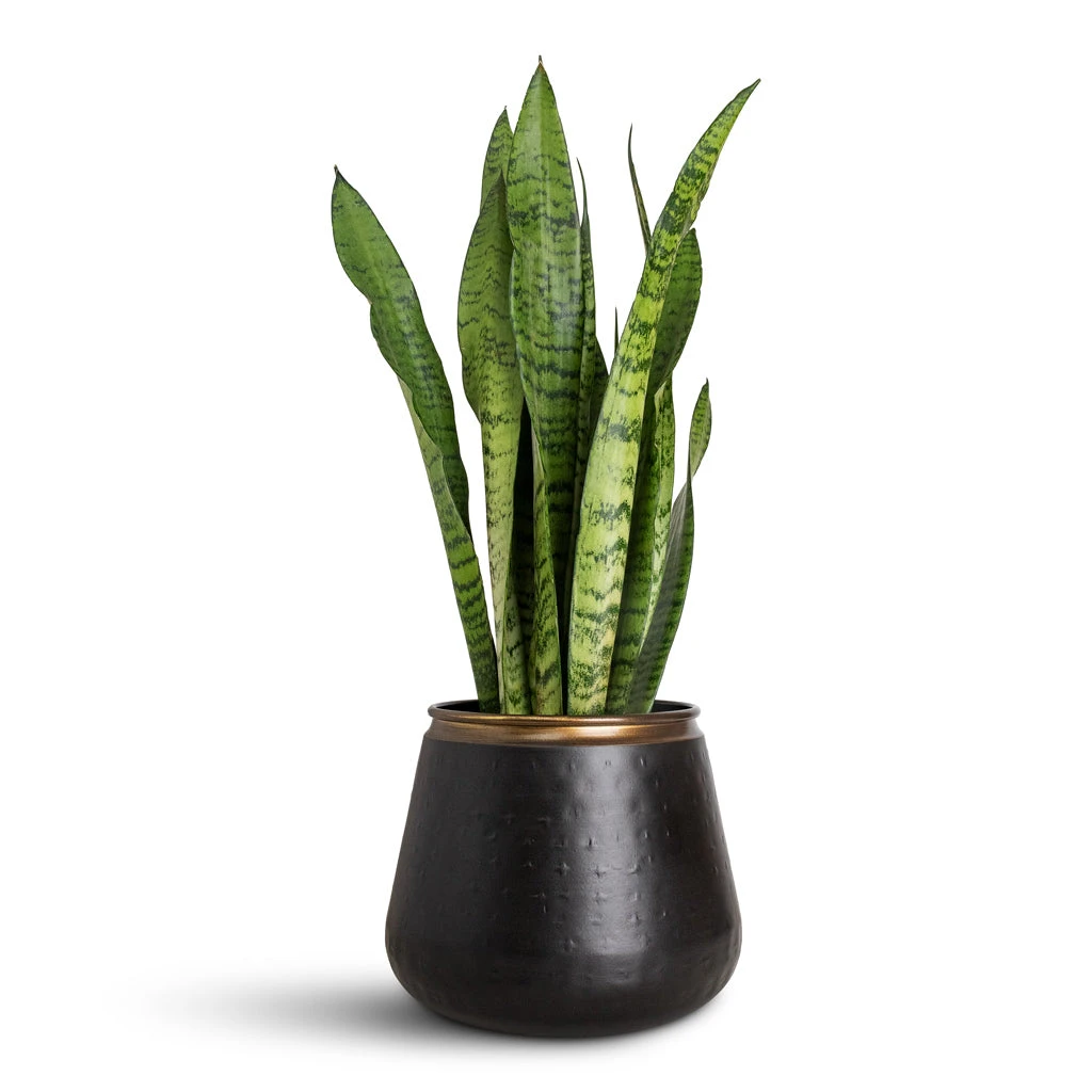 Sahara Plant Pot - Slate 9 Sahara Plant Pot - Slate - Image 7