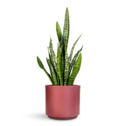 Sansevieria Trifasciata Zeylanica - Snake Plant -Plant Promotion Store Sansevieria zeylanica 17x60cm Prague Pot Rose 22x19.5cm