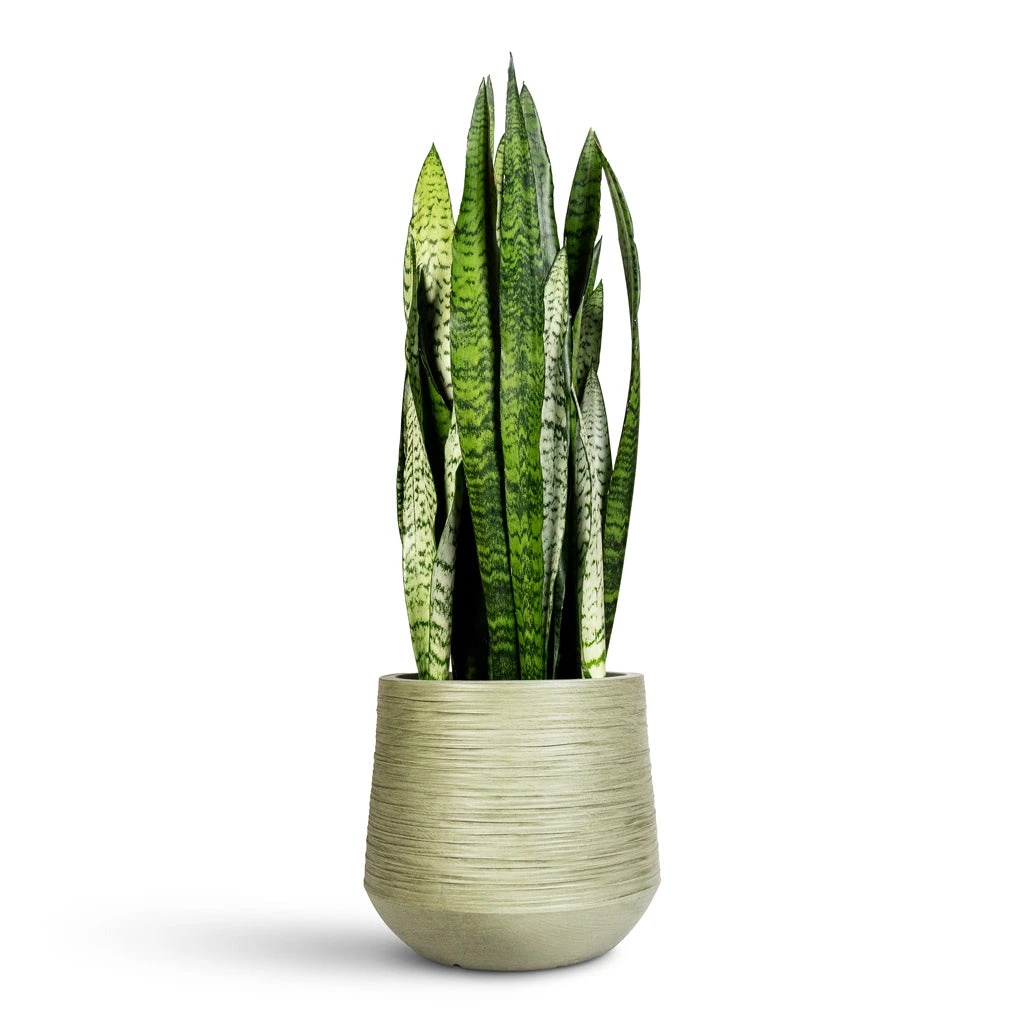 Dune Cylinder Planter - Pistachio 8 Dune Cylinder Planter - Pistachio - Image 6