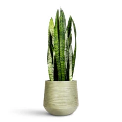 Sansevieria Trifasciata Zeylanica - Snake Plant -Plant Promotion Store Sansevieria zeylanica 19x65cm Dune Darcy Planter Pistachio 30x26cm