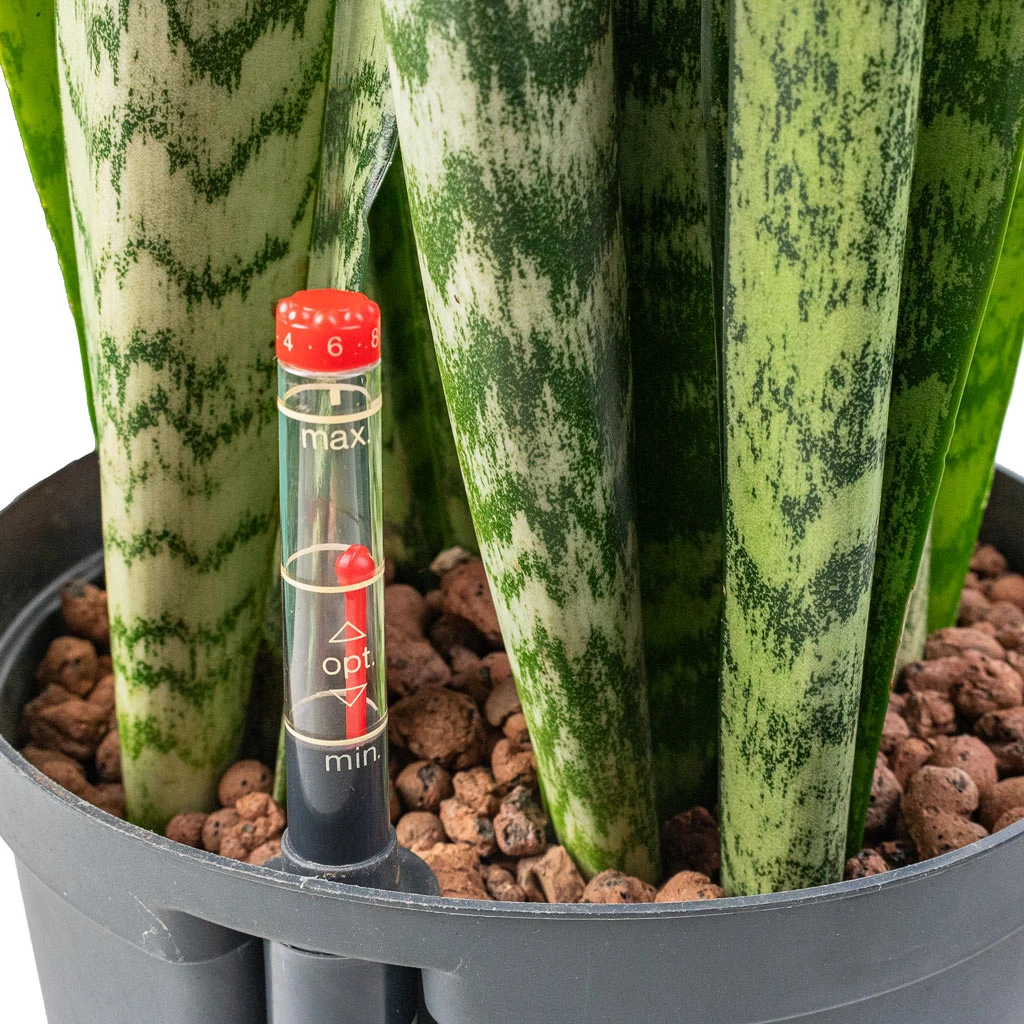 Sansevieria Trifasciata Zeylanica - HydroCare 4 Sansevieria Trifasciata Zeylanica - HydroCare - Image 2
