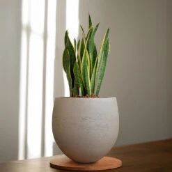 Sansevieria Laurentii - HydroCare 24 Sansevieria Laurentii - HydroCare -Plant Promotion Store Sansevieria zeylanica HydroCare 22 19x80cm Mini Orb Kevan Plant Pot Grey Washed 32x28cm