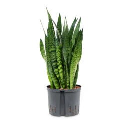 Sansevieria Trifasciata Zeylanica - HydroCare 35 Sansevieria Trifasciata Zeylanica - HydroCare -Plant Promotion Store Sansevieria zeylanica HydroCare 25 19x70cm