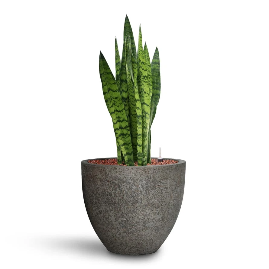 Sansevieria Trifasciata Zeylanica - HydroCare 16 Sansevieria Trifasciata Zeylanica - HydroCare - Image 14