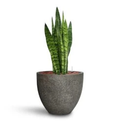Jesslyn Cement & Stone Plant Pot - Granite Grey 16 Jesslyn Cement & Stone Plant Pot - Granite Grey -Plant Promotion Store Sansevieria zeylanica HydroCare Cement Stone Cody Plant Pot Granite Grey a9b27aea c58d 4e6c b101 ab8b6e748978