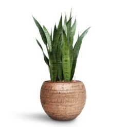 Opus Hammered Globe Planter - Gold 37 Opus Hammered Globe Planter - Gold -Plant Promotion Store Sansevieria zeylanica HydroCare Opus Hammered Globe Planter Gold dfa84456 bac5 45dd 8e9c cff902644f84