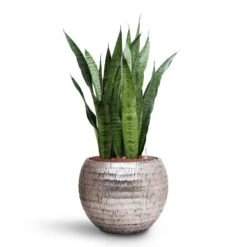 Sansevieria Trifasciata Zeylanica - HydroCare 26 Sansevieria Trifasciata Zeylanica - HydroCare -Plant Promotion Store Sansevieria zeylanica HydroCare Opus Hammered Globe Planter Silver