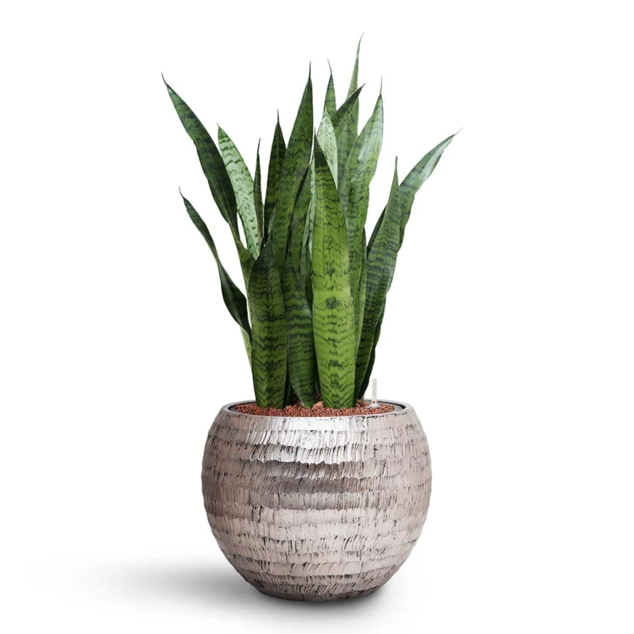 Sansevieria Trifasciata Zeylanica - HydroCare 10 Sansevieria Trifasciata Zeylanica - HydroCare - Image 8