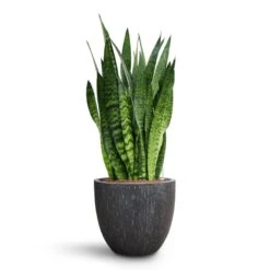 Raindrop Egg Planter - Anthracite 20 Raindrop Egg Planter - Anthracite -Plant Promotion Store Sansevieria zeylanica HydroCare Raindrop Couple Planter Anthracite