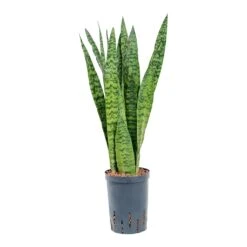 Sansevieria Trifasciata Zeylanica - HydroCare 29 Sansevieria Trifasciata Zeylanica - HydroCare -Plant Promotion Store Sansevieria zeylanica Hydroculture 15 19x60cm