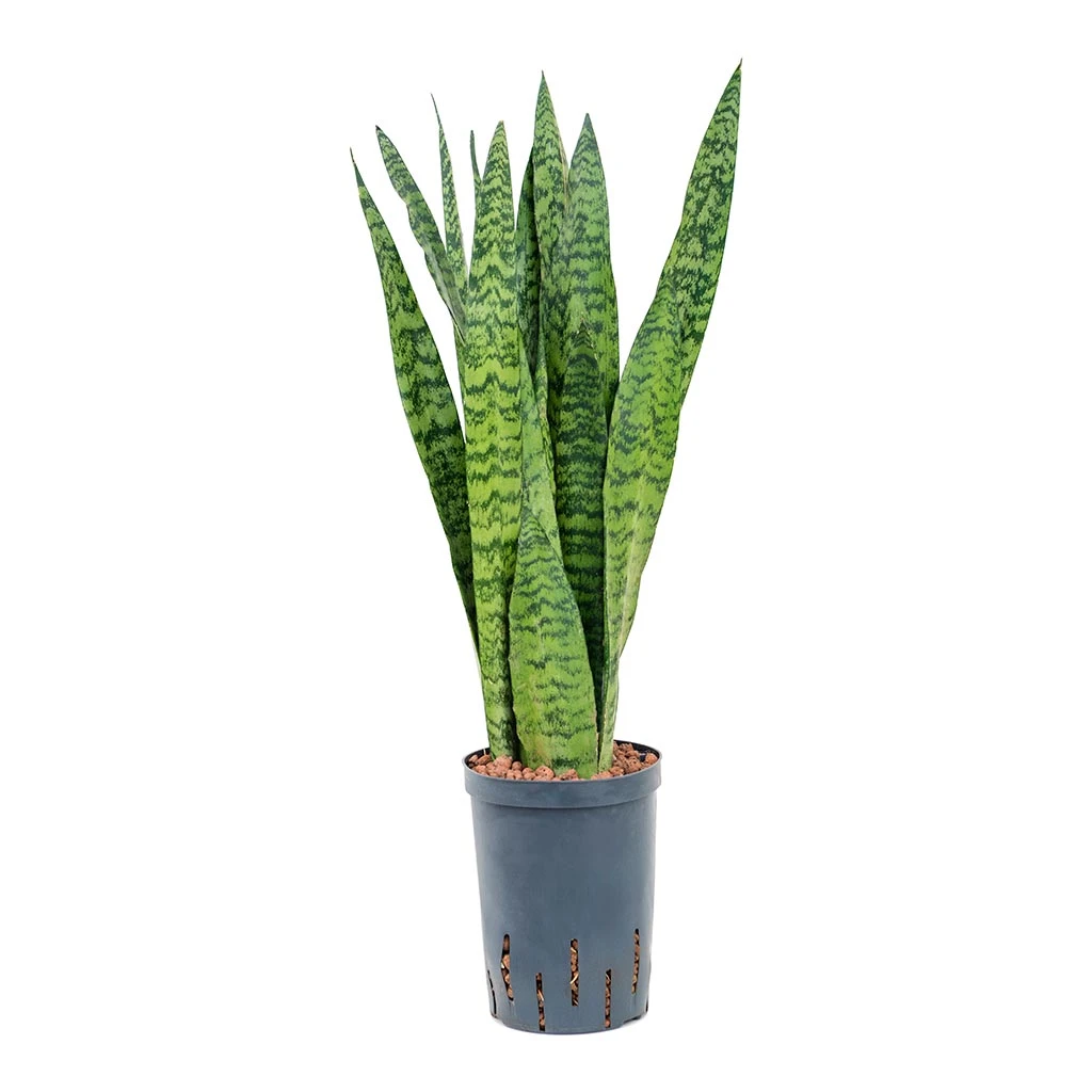 Sansevieria Trifasciata Zeylanica - HydroCare 13 Sansevieria Trifasciata Zeylanica - HydroCare - Image 11