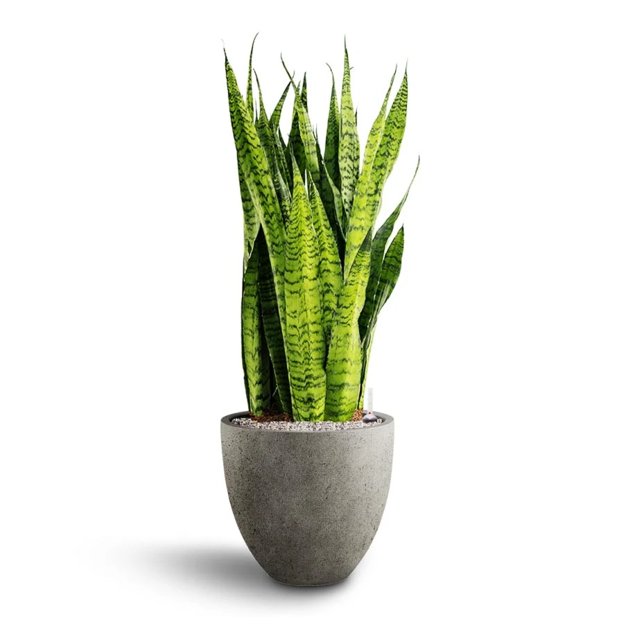 Sansevieria Trifasciata Zeylanica - HydroCare 8 Sansevieria Trifasciata Zeylanica - HydroCare - Image 6