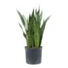 Sansevieria Trifasciata Zeylanica - HydroCare 2 Sansevieria Trifasciata Zeylanica - HydroCare -Plant Promotion Store Sansevieria zeylanica Hydroculture Indoor Plant Large