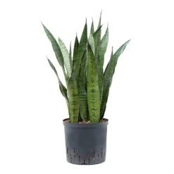 Sansevieria Trifasciata Zeylanica - HydroCare
