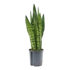 Sansevieria Trifasciata Zeylanica - HydroCare 25 Sansevieria Trifasciata Zeylanica - HydroCare -Plant Promotion Store Sansevieria zeylanica Hydroculture Indoor Plant Small
