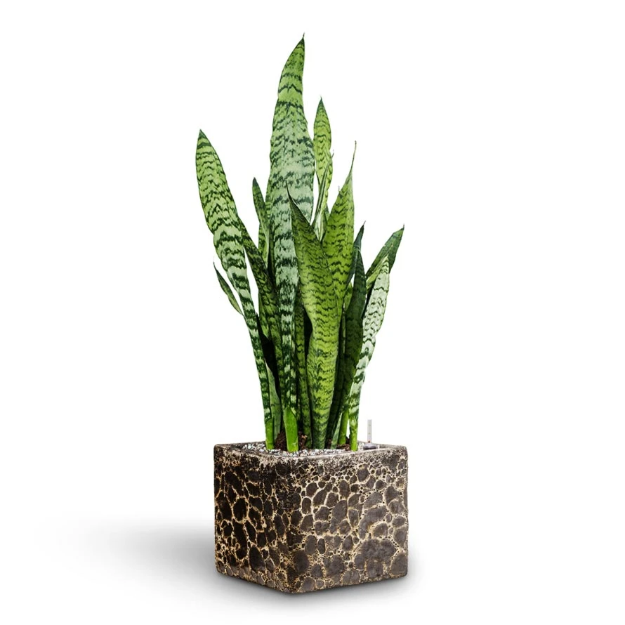 Sansevieria Trifasciata Zeylanica - HydroCare 5 Sansevieria Trifasciata Zeylanica - HydroCare - Image 3