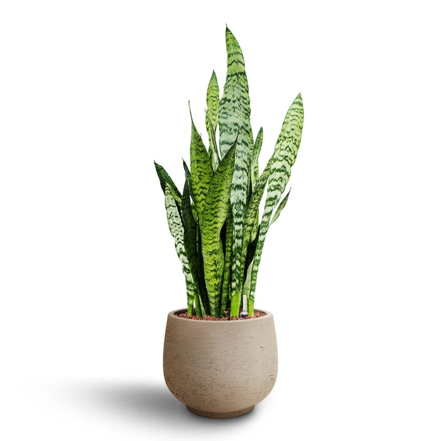 Sansevieria Trifasciata Zeylanica - HydroCare 12 Sansevieria Trifasciata Zeylanica - HydroCare - Image 10