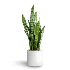 Sansevieria Trifasciata Zeylanica - HydroCare 22 Sansevieria Trifasciata Zeylanica - HydroCare -Plant Promotion Store Sansevieria zeylanica Hydroculture Puk Planter Matt White