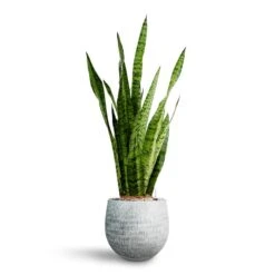 Sansevieria Trifasciata Zeylanica - HydroCare 30 Sansevieria Trifasciata Zeylanica - HydroCare -Plant Promotion Store Sansevieria zeylanica Hydroculture Ryan Plant Pot White Black