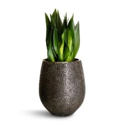 Opus Hit Darcy Planter - Silver 30 Opus Hit Darcy Planter - Silver -Plant Promotion Store Sansevieria zeylanica Silver Flame Snake Plant 21x60cm Opus Hit Darcy Planter Silver 38x42cm 4246704f a5d5 40cd bc33 091427bffb93