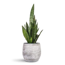 Sansevieria Trifasciata Zeylanica - Snake Plant -Plant Promotion Store Sansevieria zeylanica Snake Plant 14x50cm Evi Plant Pot Antique Silver 23x20cm
