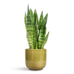 Sansevieria Trifasciata Zeylanica - Snake Plant -Plant Promotion Store Sansevieria zeylanica Snake Plant 14x50cm Nine Plant Pot Olive Green 22x20cm
