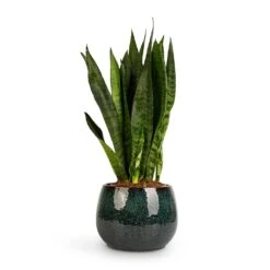 Sansevieria Trifasciata Zeylanica - Snake Plant -Plant Promotion Store Sansevieria zeylanica Snake Plant 14x50cm Odile Plant Pot Petrol 19x14cm 2c0af5d4 814e 4303 8f95 25848897fd75