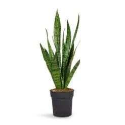 Sansevieria Trifasciata Zeylanica - Snake Plant -Plant Promotion Store Sansevieria zeylanica Snake Plant 15x50cm