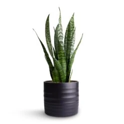 Sansevieria Trifasciata Zeylanica - Snake Plant -Plant Promotion Store Sansevieria zeylanica Snake Plant 15x50cm Hadleigh Plant Pot Charcoal 17x15cm