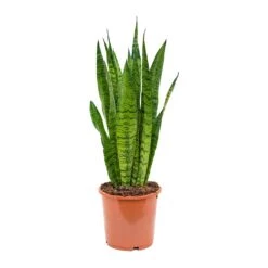 Sansevieria Trifasciata Zeylanica - Snake Plant -Plant Promotion Store Sansevieria zeylanica Snake Plant 17x50cm